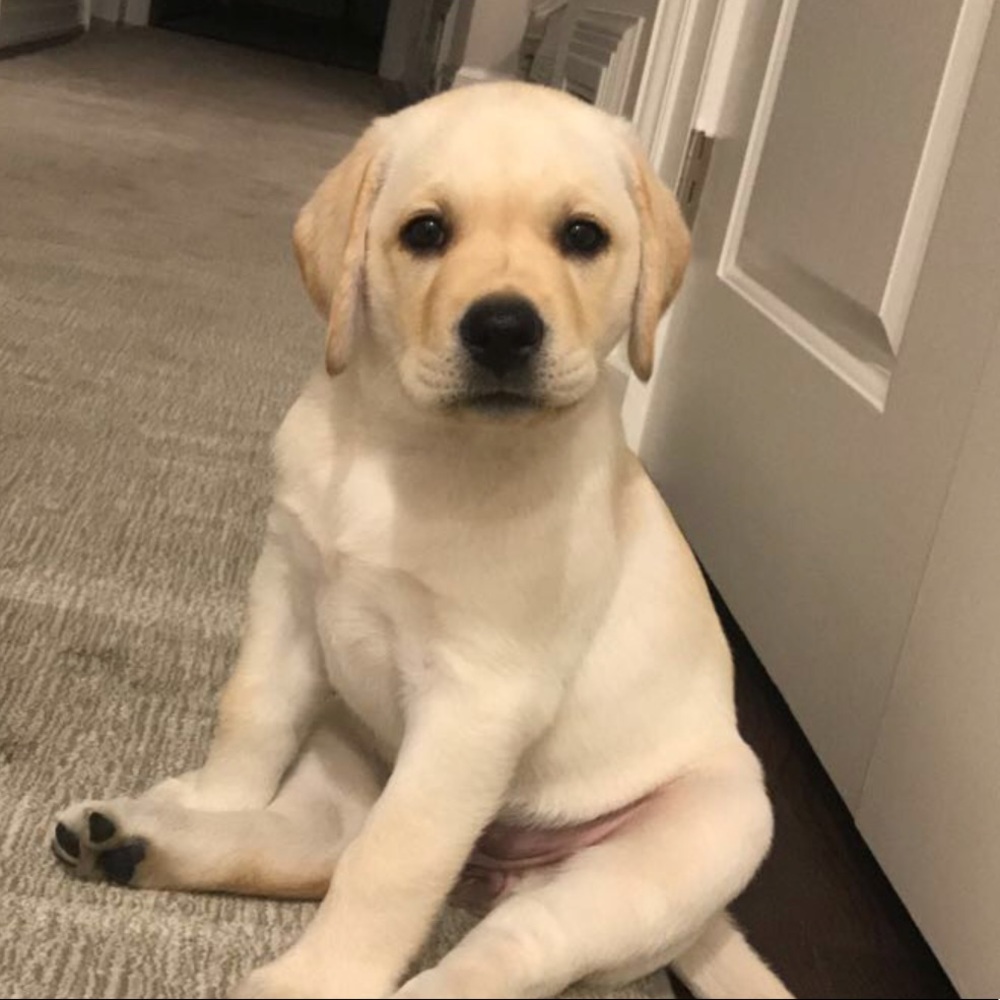 Meet your Posher, Maeve